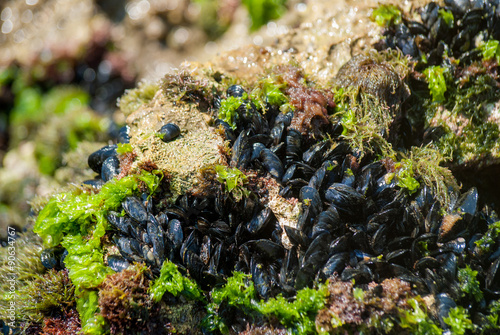 Mediterranean mussels on the rock
