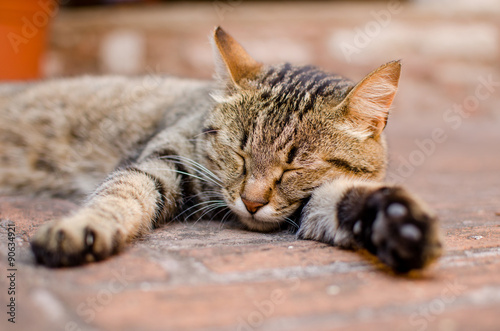 Sleeping cat © katspi