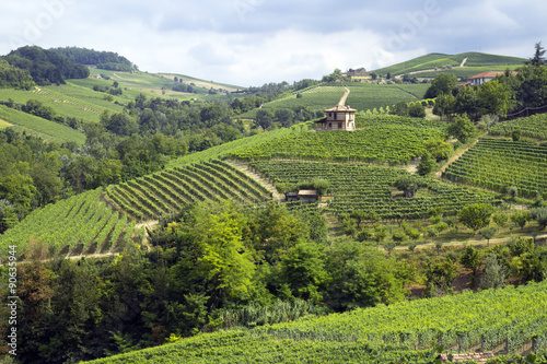 Langhe  Barolo vineyards summer panorama. Color image