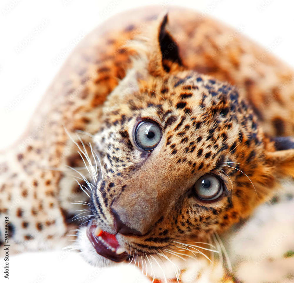 Leopard