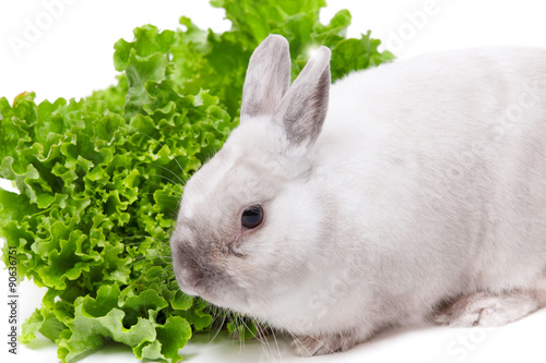 White rabbit eating green salad