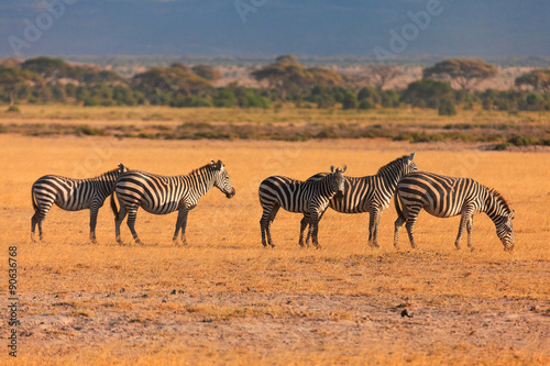 Zebras  Masai Mara