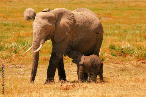 Photography Elephants in Amboseli