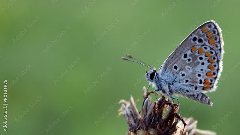 Hauhechel Bläuling - Polyommatus icarus Hauhechel Bläuling - Polyommatus icarus