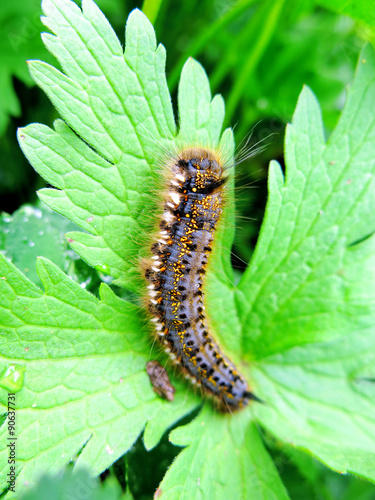  caterpillar lasiocampidae