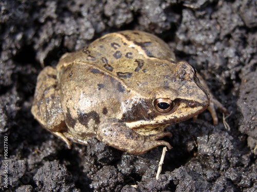 Image of frog