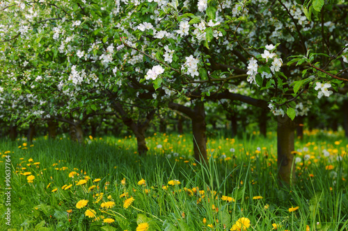 Young apple orchard