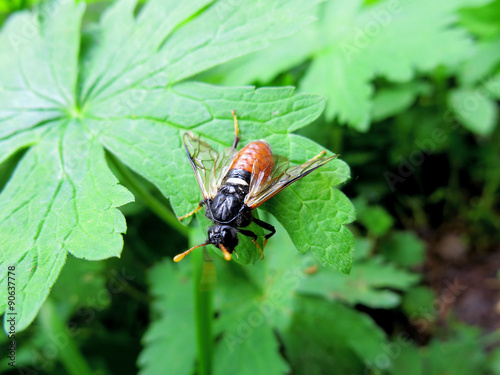 sawfly