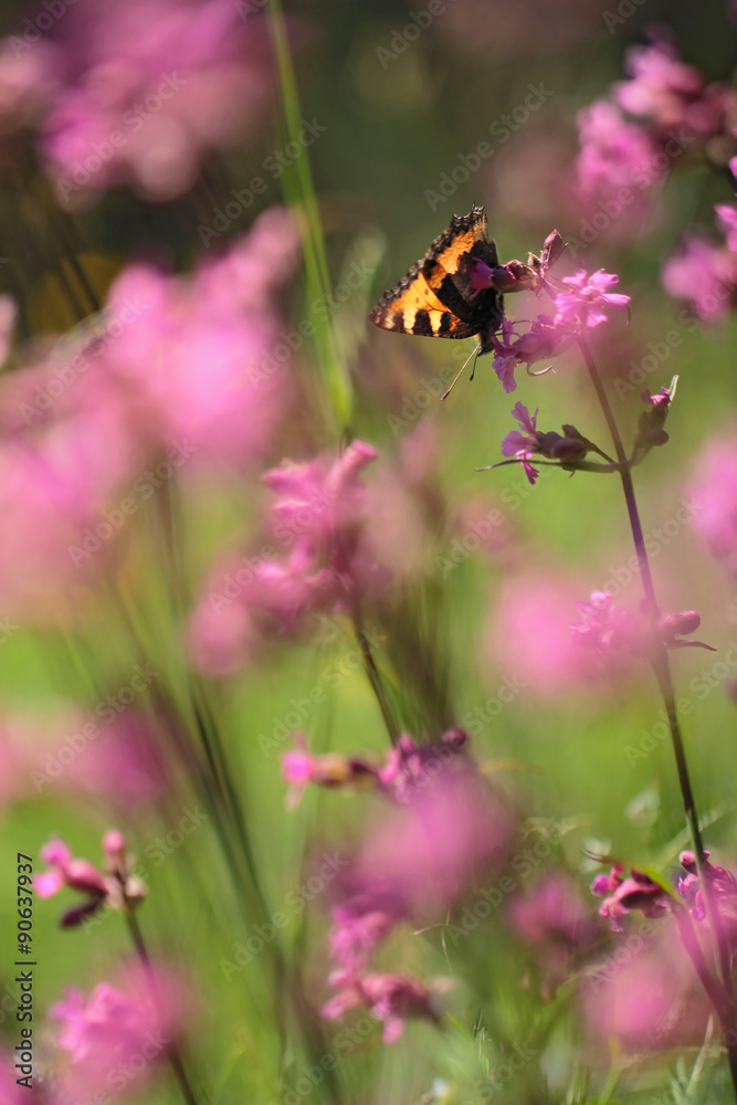 Small tortoiseshell (Aglais urticae) on a meadow Small tortoiseshell (Aglais urticae) on a meadow