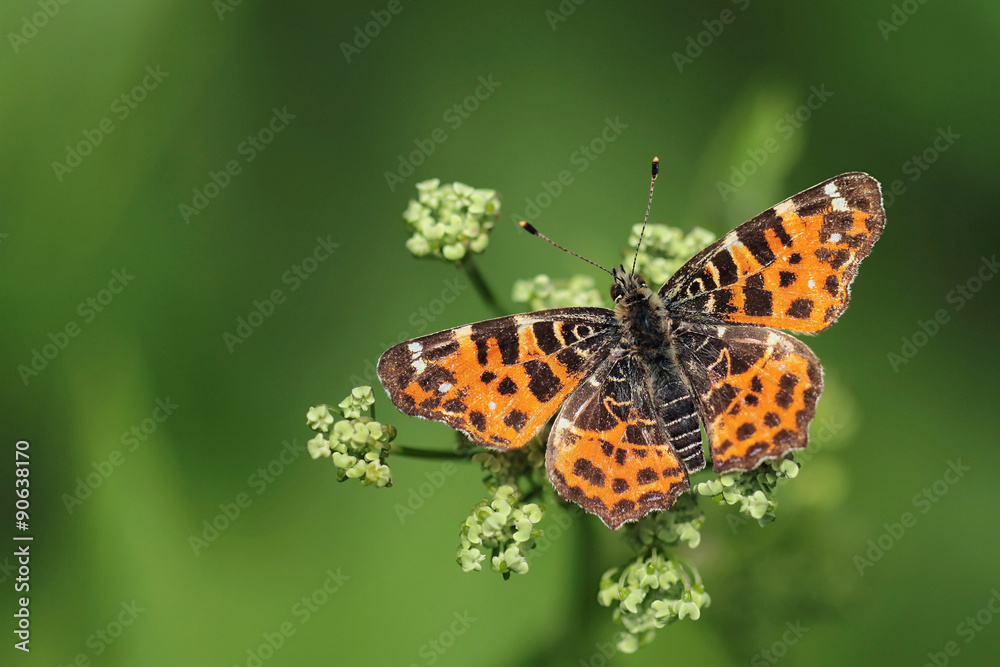 Map butterfly (araschnia levana) Map butterfly (araschnia levana)