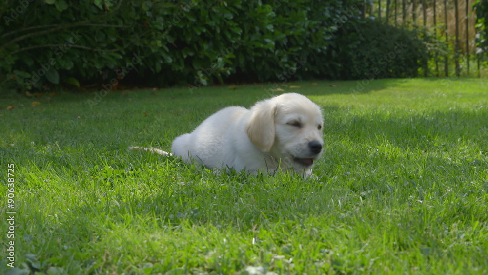Cute Golden Retriever puppy is eating in the garden and then jumping away Cute Golden Retriever puppy is eating in the garden and then jumping away