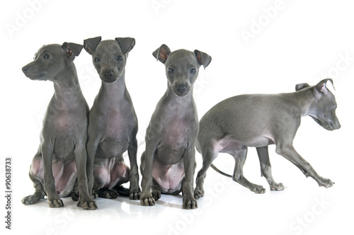 puppies italian greyhound