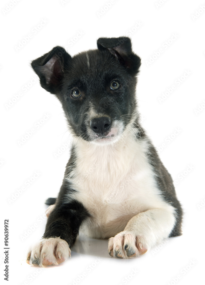 Obraz premium puppy border collie