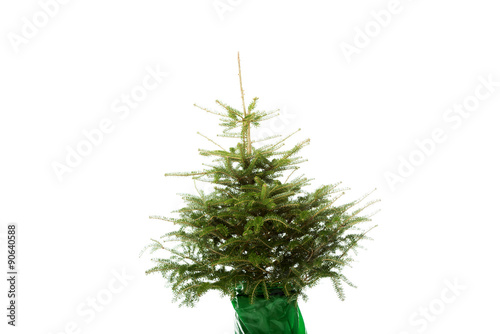 Undecorated christmas tree
