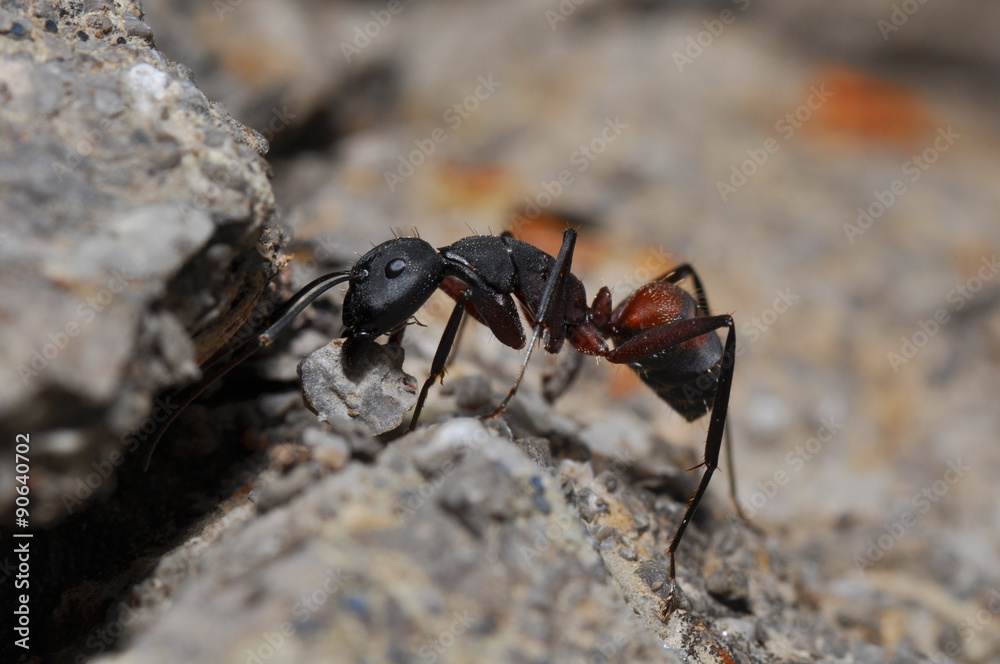 Ameise schleppt einen Steinbrocken