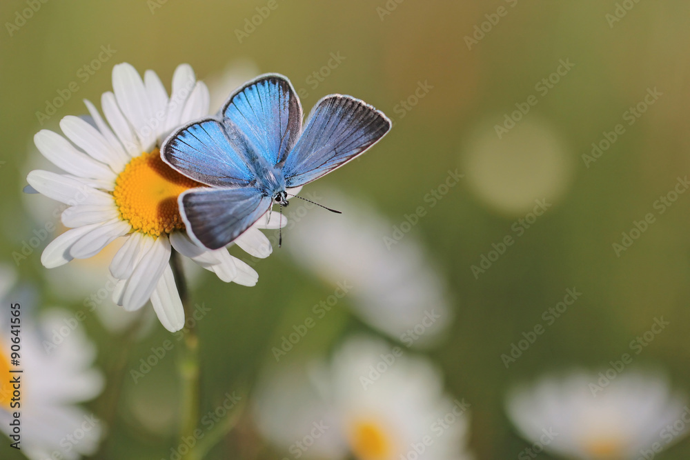 Obraz premium Common Blue Butterfly