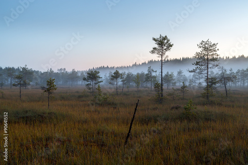 Swamp and mist