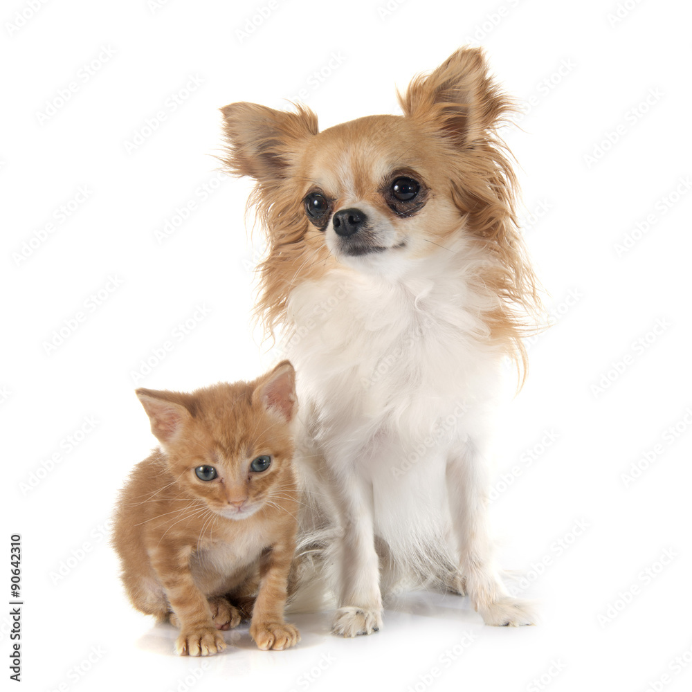 chihuahua and kitten chihuahua and kitten