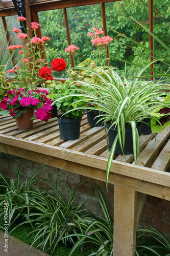 Fototapeta Naklejka Na Ścianę i Meble -  Pot Plants on the greenhouse staging in the English country garden.