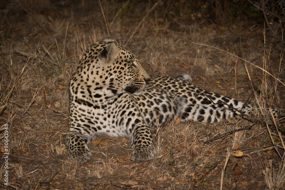 Leopard resting in the shade in the bush during morning Leopard resting in the shade in the bush during morning