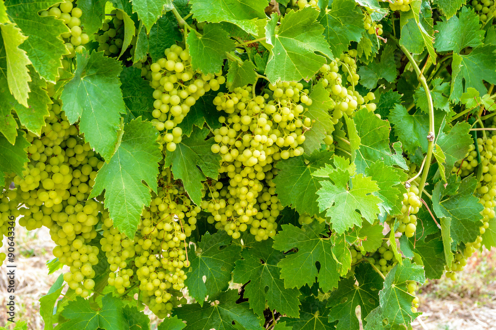 Wine grapes in Charente Maritime, France