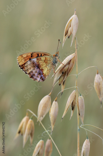 Close up view of butterfly Pallas's Fritillary (Argynnis laodice) on oats in the field  photo