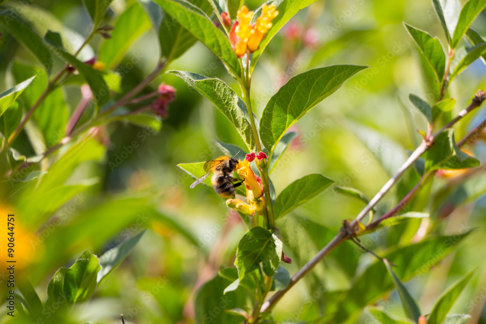 Small bumblebee with yellow honeysuckle Lonicera involucrata Small bumblebee with yellow honeysuckle Lonicera involucrata
