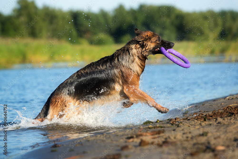 german shepherd dog running in the river