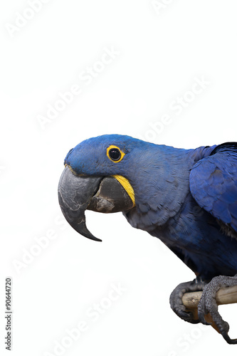 hyacinth macaw parrot on white background
