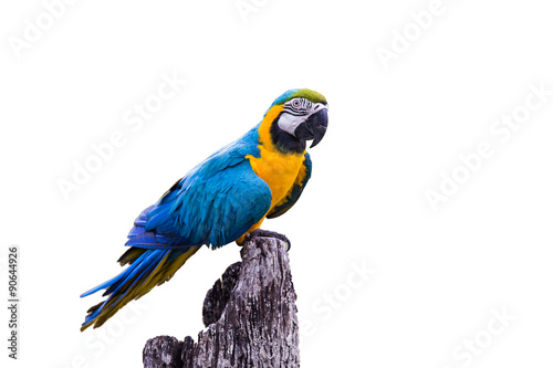 Blue Gold Macaw Parrot on white background