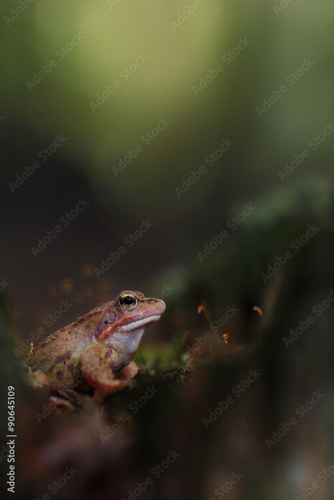 Obraz premium wood frog (Rana sylvatica)