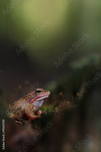 wood frog (Rana sylvatica) 