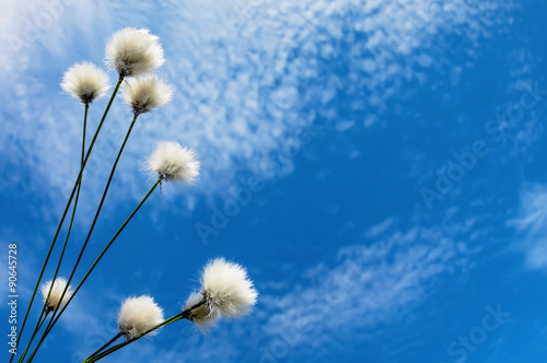 Blooming cotton grass against a blue sky