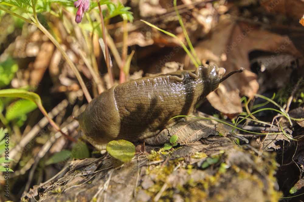 Large Slug, Western Oregon
