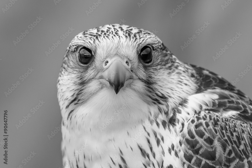 Fototapeta premium Gyr Falcon