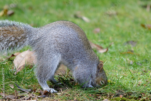 Grey or Gray Squirrel (sciurus carolinensis) burying or caching food for winter