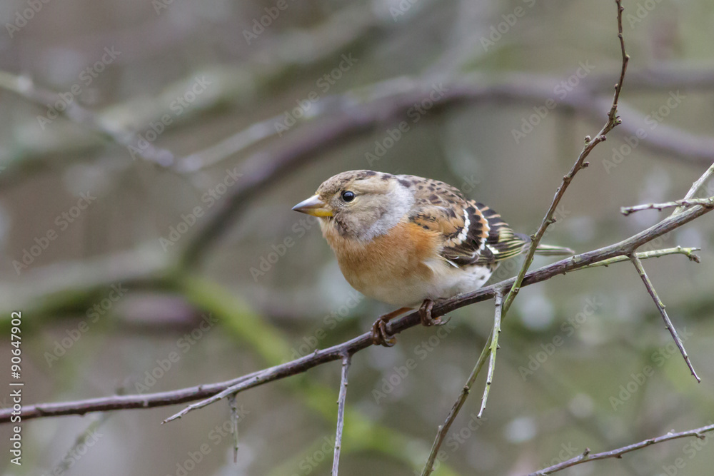 Brambling Brambling