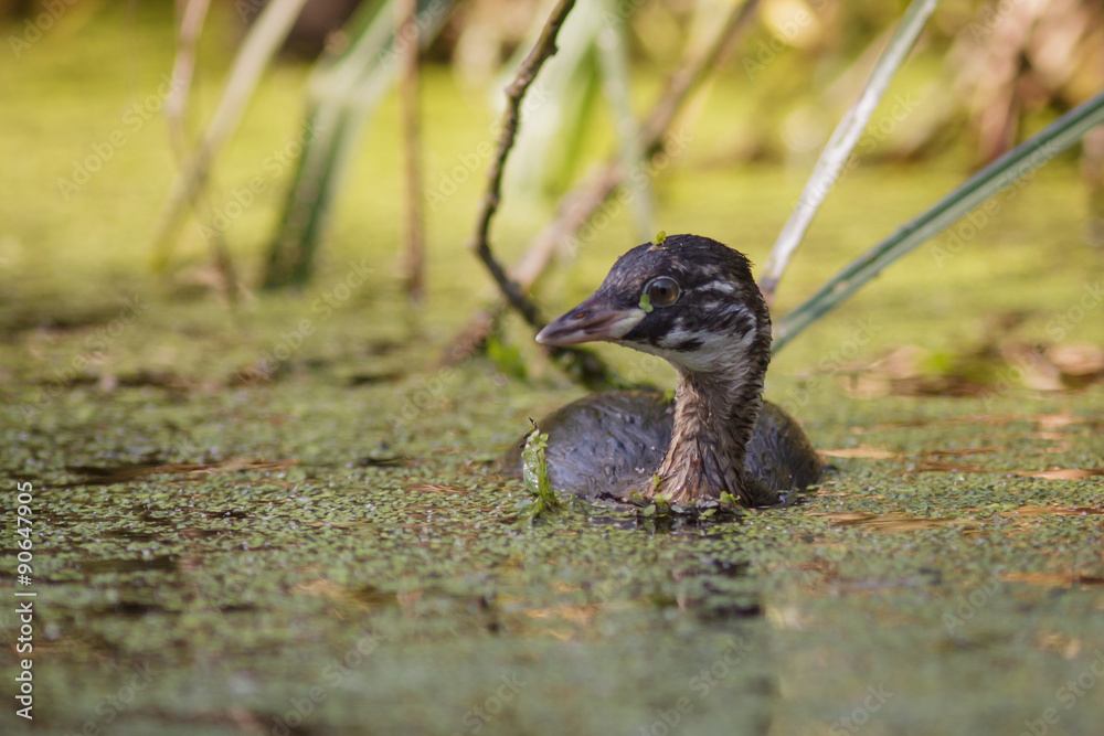 Young or juvenile Little Grebe loon or dabchick (Tachybaptus ruficollis) Young or juvenile Little Grebe loon or dabchick (Tachybaptus ruficollis)