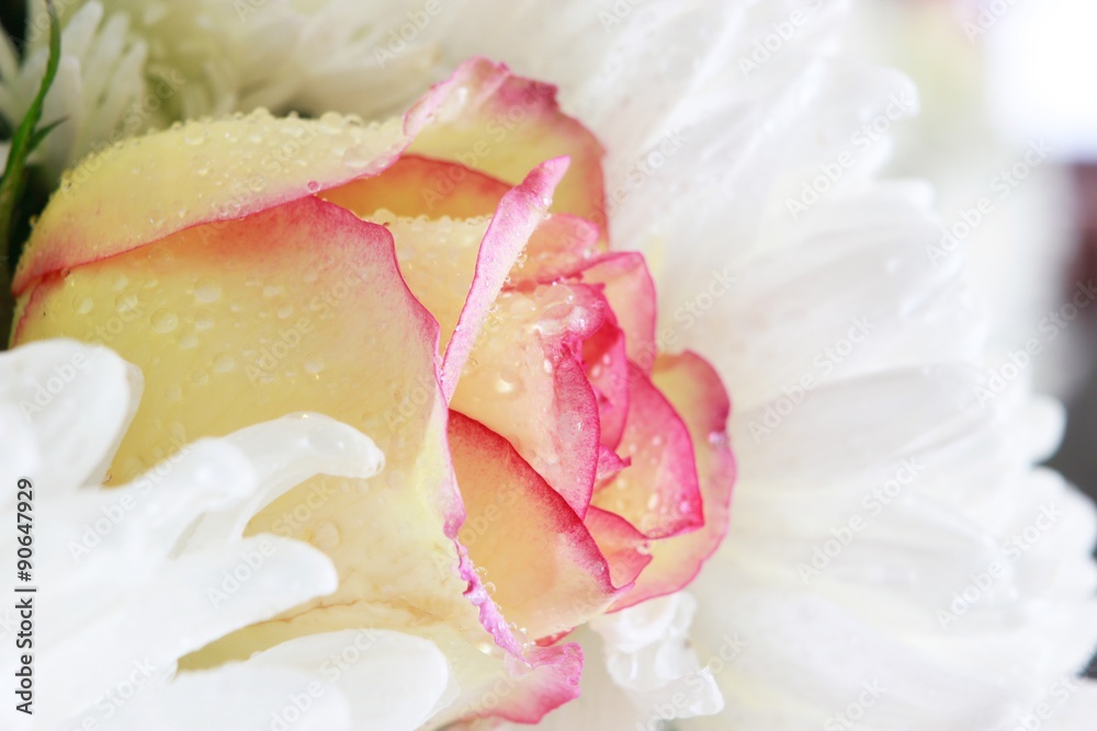 Fototapeta premium Romantic rose.