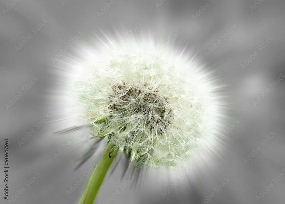 Dandelion Clock, abstract, black and white and color.
Close-up of a dandelion clock against a gray background, partly with colors. Abstract variation,soft-focus effect. 