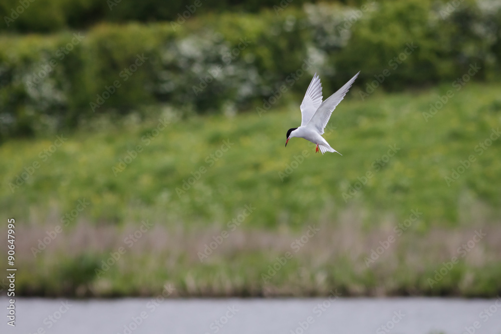 Obraz premium Common Tern