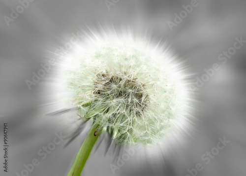 Dandelion Clock, abstract, black and white and color.
Close-up of a dandelion clock against a gray background, partly with colors. Abstract variation,soft-focus effect.  photo