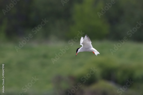 Common Tern