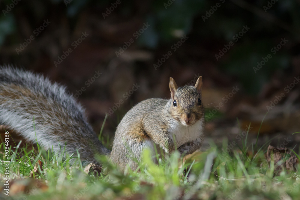 Grey or Gray Squirrel (sciurus carolinensis) Grey or Gray Squirrel (sciurus carolinensis)