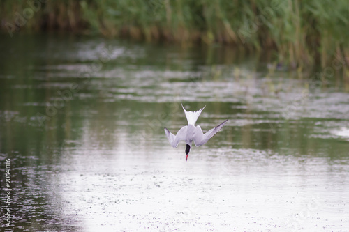 Common Tern (sterna hirundo) diving into the water for a fish