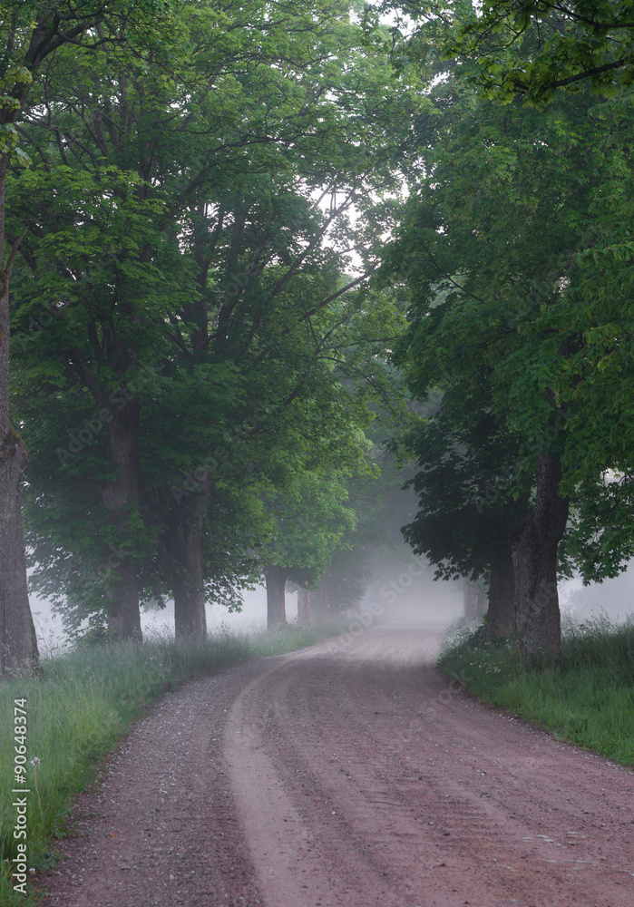 Obraz premium Country road running through tree alley in the morning fog, Pomerania, Poland