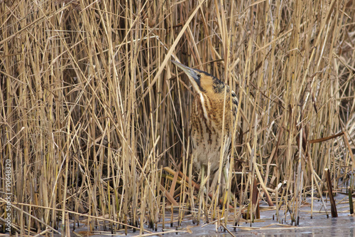 Eurasian Bittern  (Botaurus stellaris) in reeds or reedbed