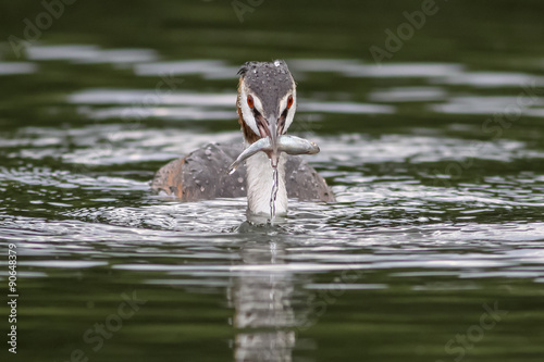 Great Crested Grebe © shaftinaction