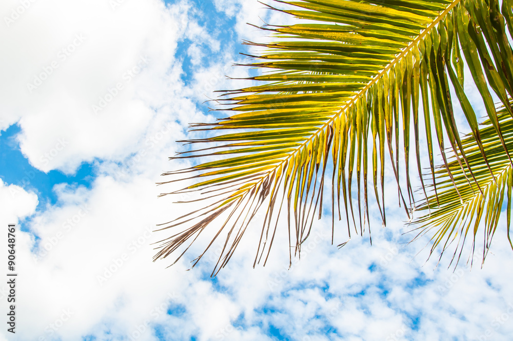 Fototapeta premium Coconut tree branch and blue sky background