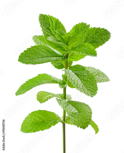 mint isolated on white